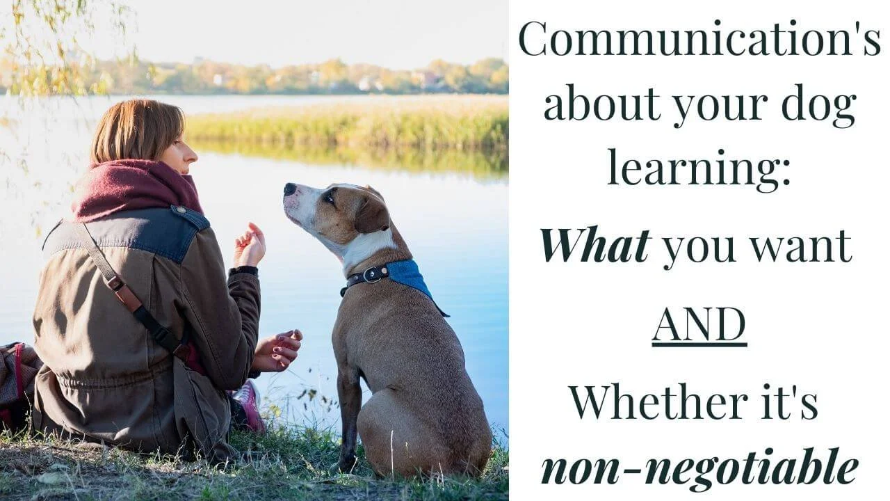 How to train a dog without treats Online Dog Training NZ AU